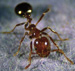 Fireant